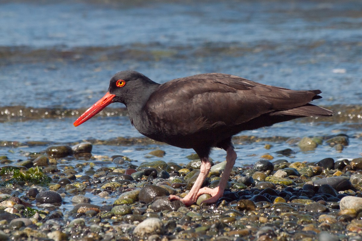 Black Oystercatcher - Wayne Lattuca