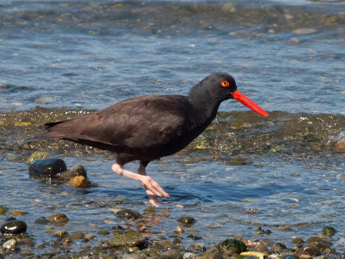 Black Oystercatcher - Wayne Lattuca