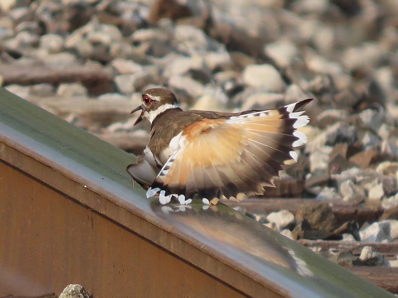 Killdeer - Tracy The Birder