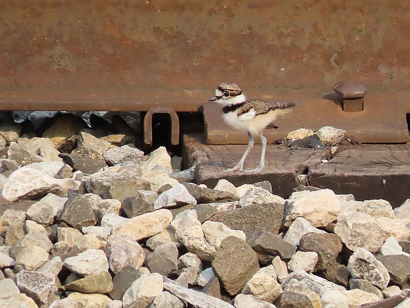 Killdeer - Tracy The Birder