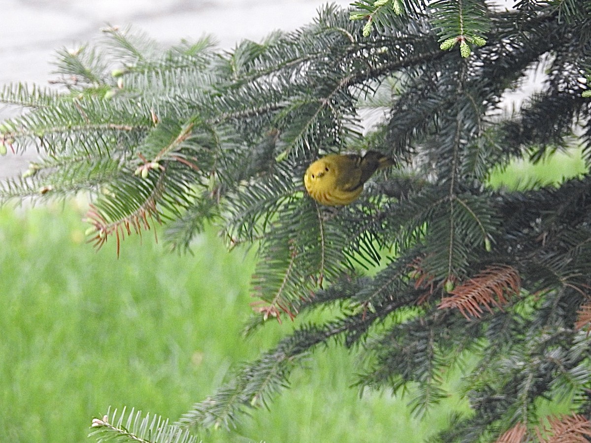 Yellow Warbler - ML576913351