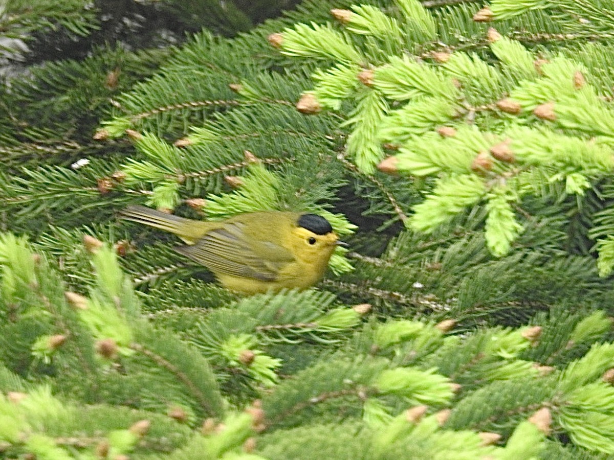 Wilson's Warbler - ML576913491