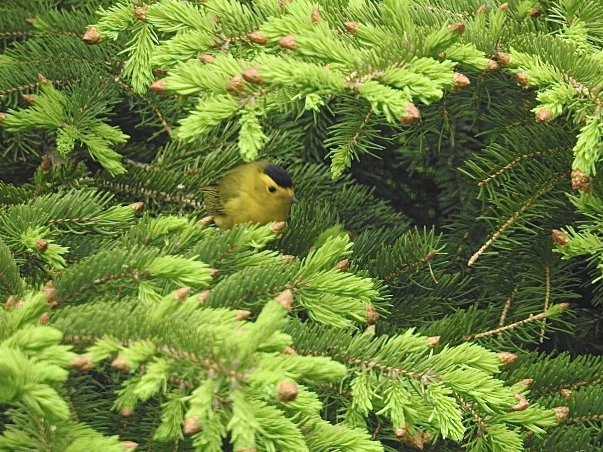 Wilson's Warbler - ML576913501