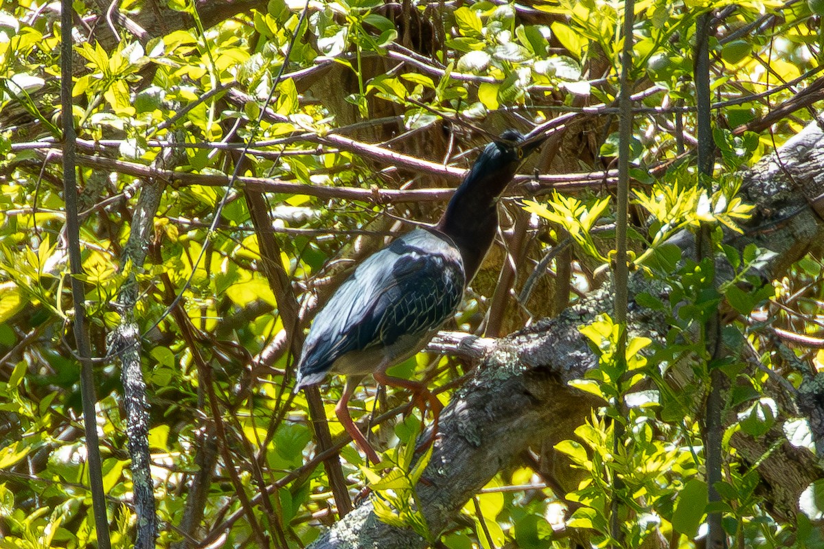 Green Heron - ML576913591