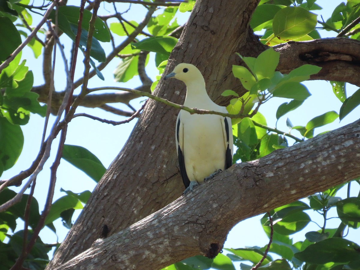 Pied Imperial-Pigeon - ML576914381