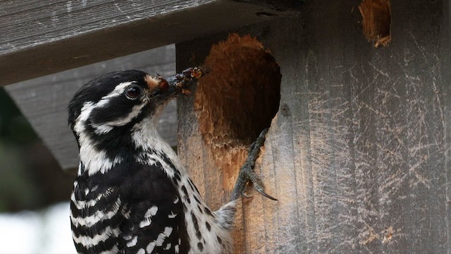 Nuttall's Woodpecker - ML576914401