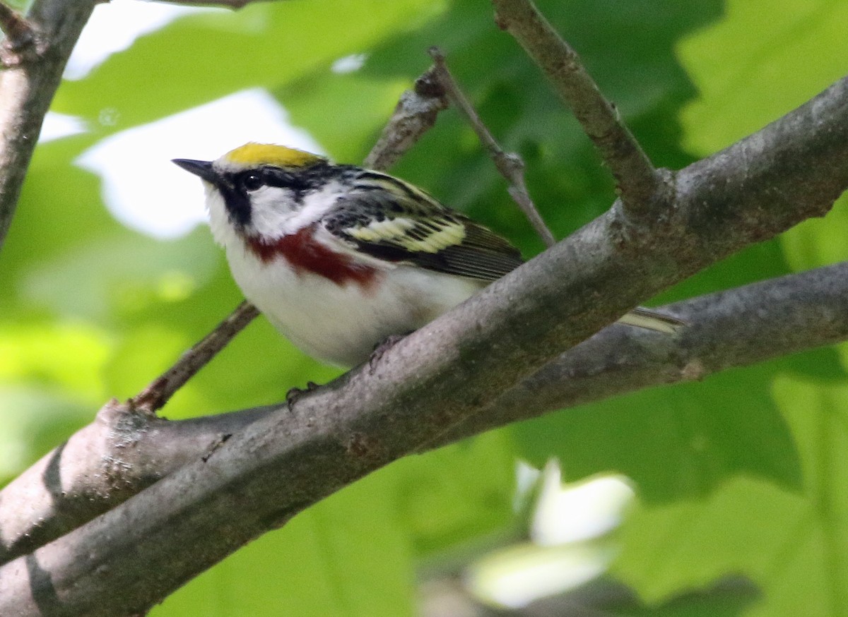 Chestnut-sided Warbler - ML576914431