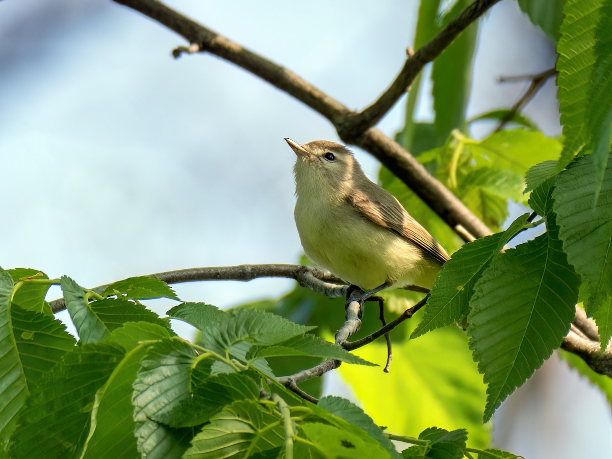 Warbling Vireo - Danielle  A