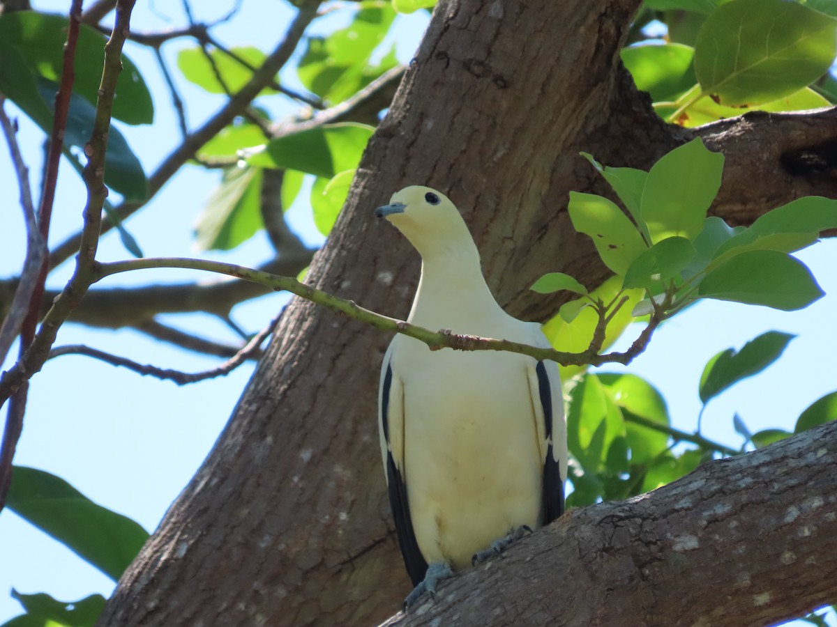 Pied Imperial-Pigeon - ML576914881