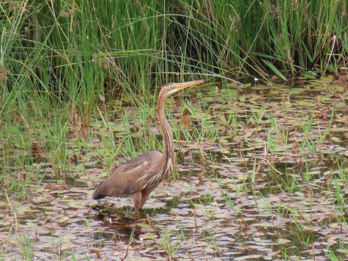 Purple Heron - Xurxo Piñeiro Alvarez