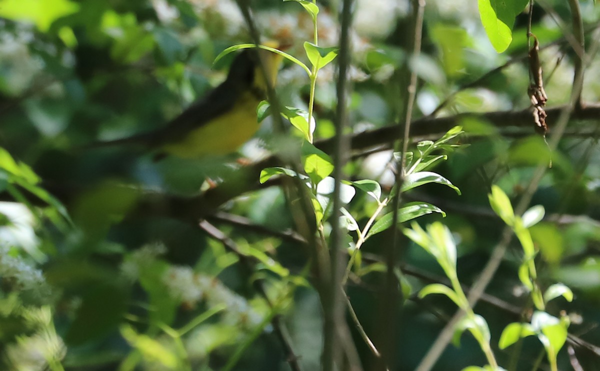 Canada Warbler - ML576915281