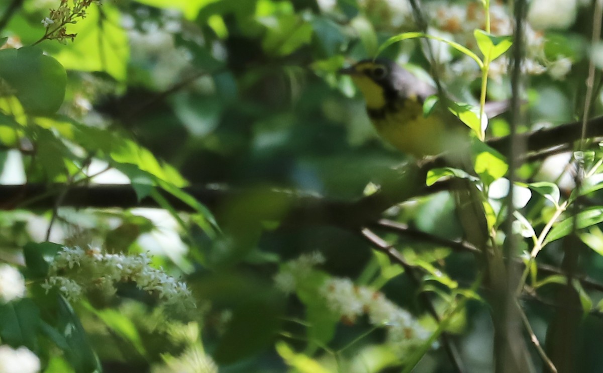 Canada Warbler - Rob Bielawski