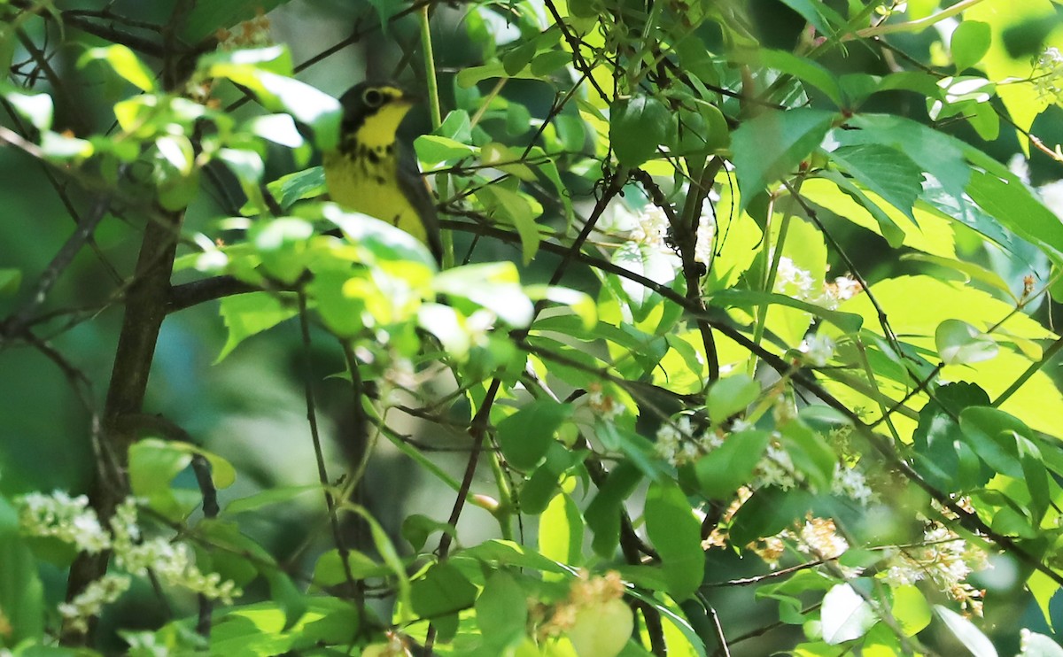 Canada Warbler - ML576915581