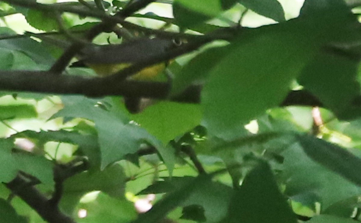 Canada Warbler - ML576915621