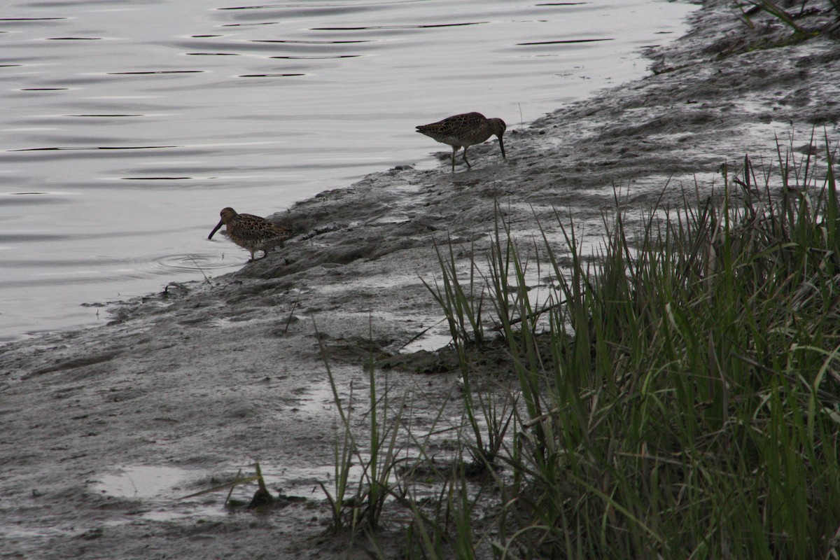 Short-billed Dowitcher - Bill Scullion