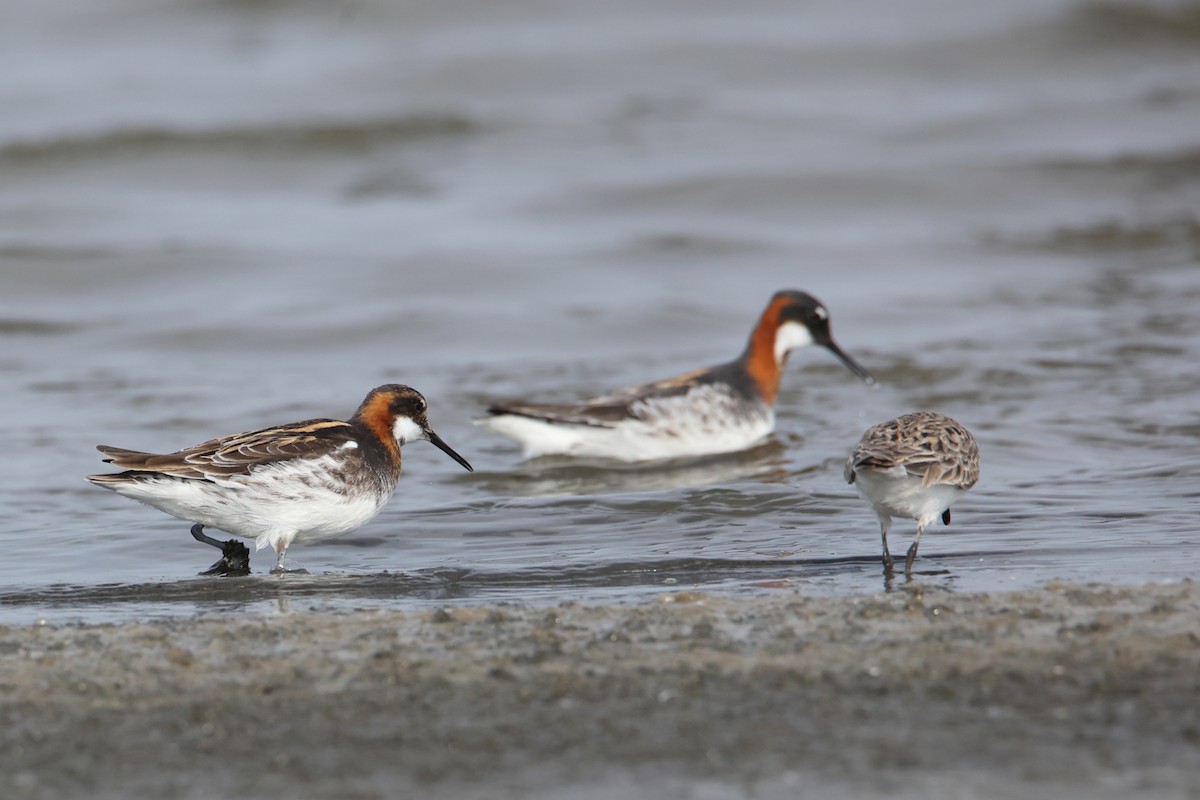 Red-necked Phalarope - ML576916531