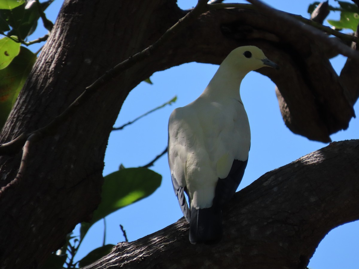 Pied Imperial-Pigeon - ML576916671