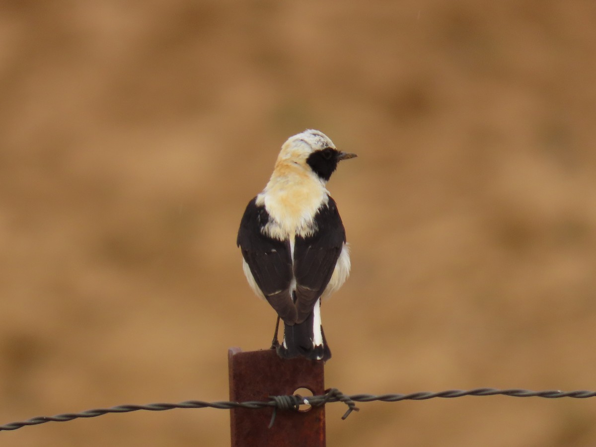 Western Black-eared Wheatear - Xurxo Piñeiro Alvarez