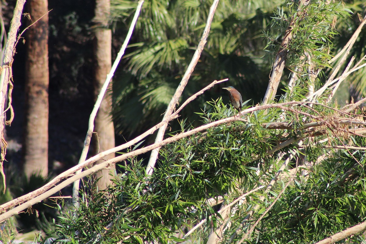 Green Heron - ML576918201