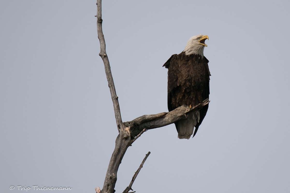 Bald Eagle - Trip Thienemann