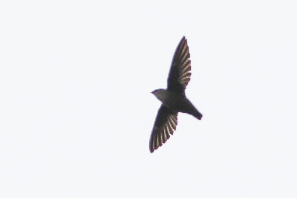 Chimney Swift - ML576919301