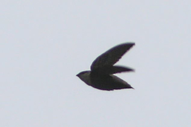 Chimney Swift - ML576919311