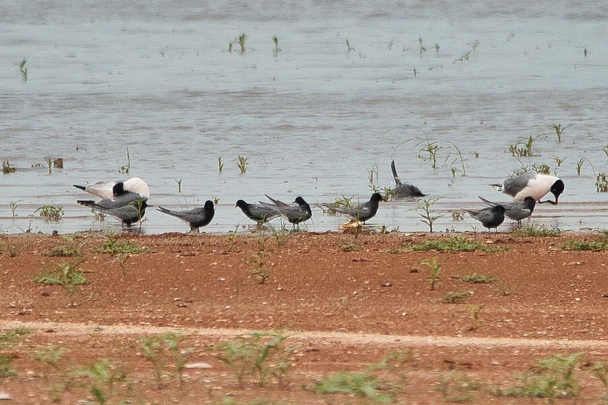 Black Tern - Cole Penning