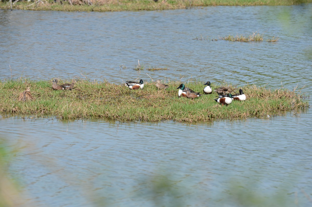 Blue-winged Teal - ML57692041