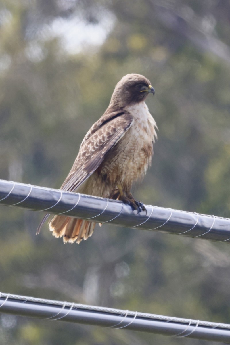 Red-tailed Hawk - Vickie Baily