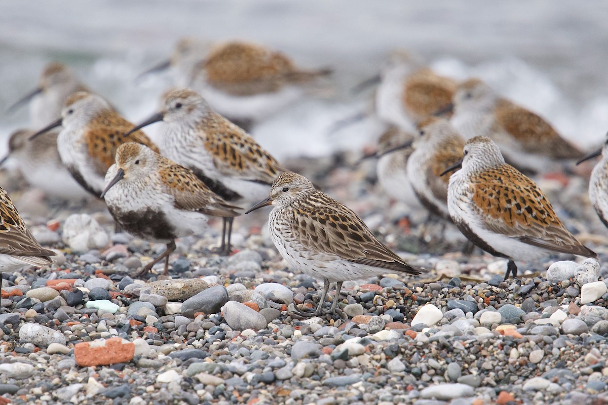 White-rumped Sandpiper - Owen Strickland