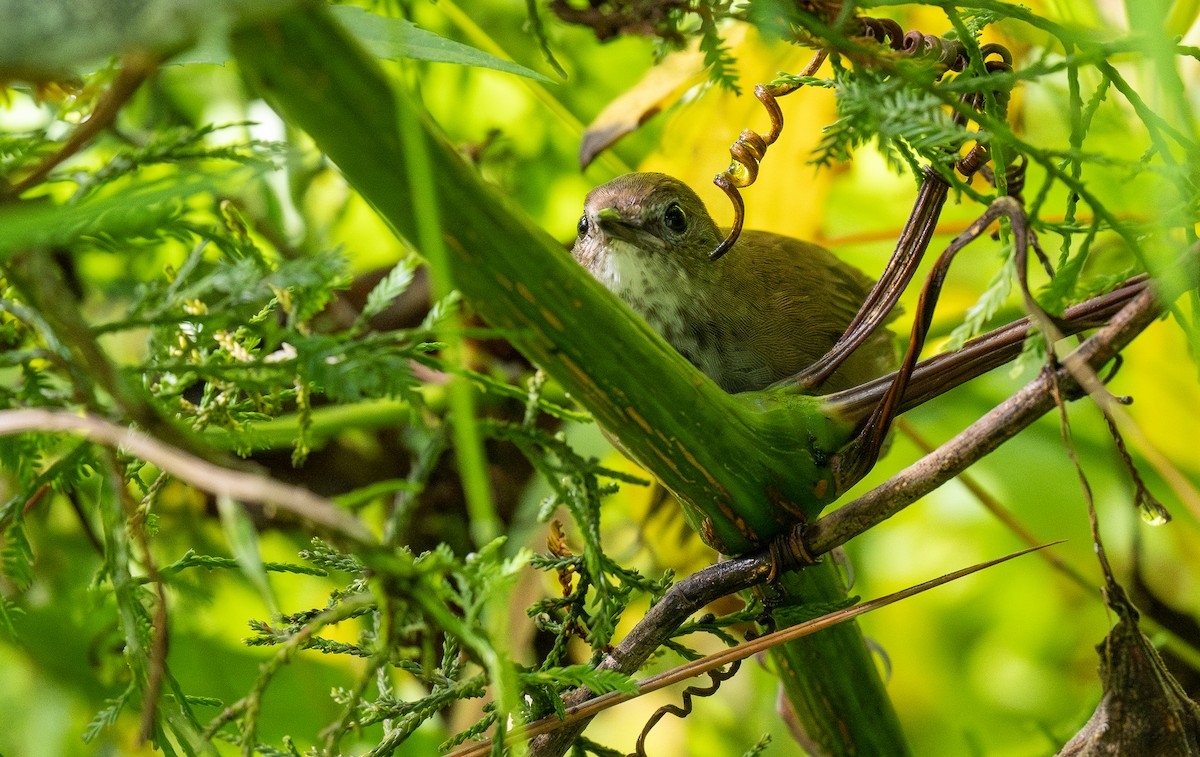 Javan Bush Warbler (Javan) - ML576921751