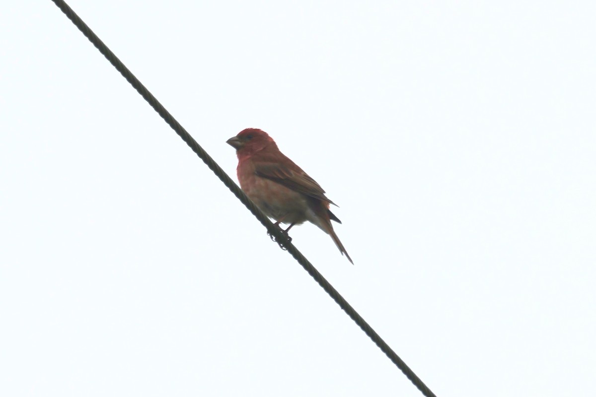 Purple Finch - ML576921981