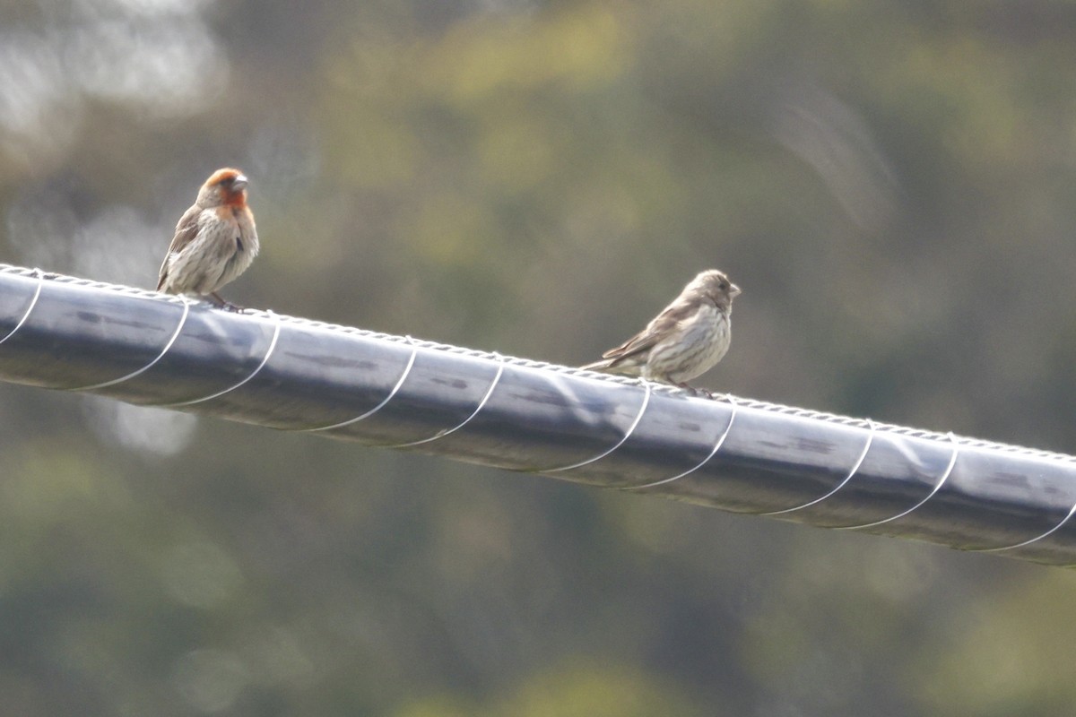 House Finch - ML576922011