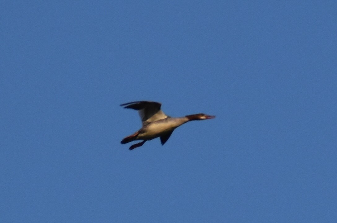 Common Merganser - Scott Johnson