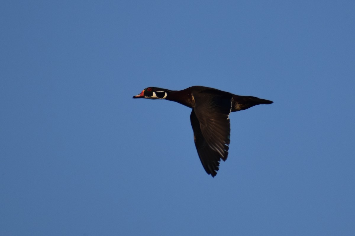 Wood Duck - Scott Johnson