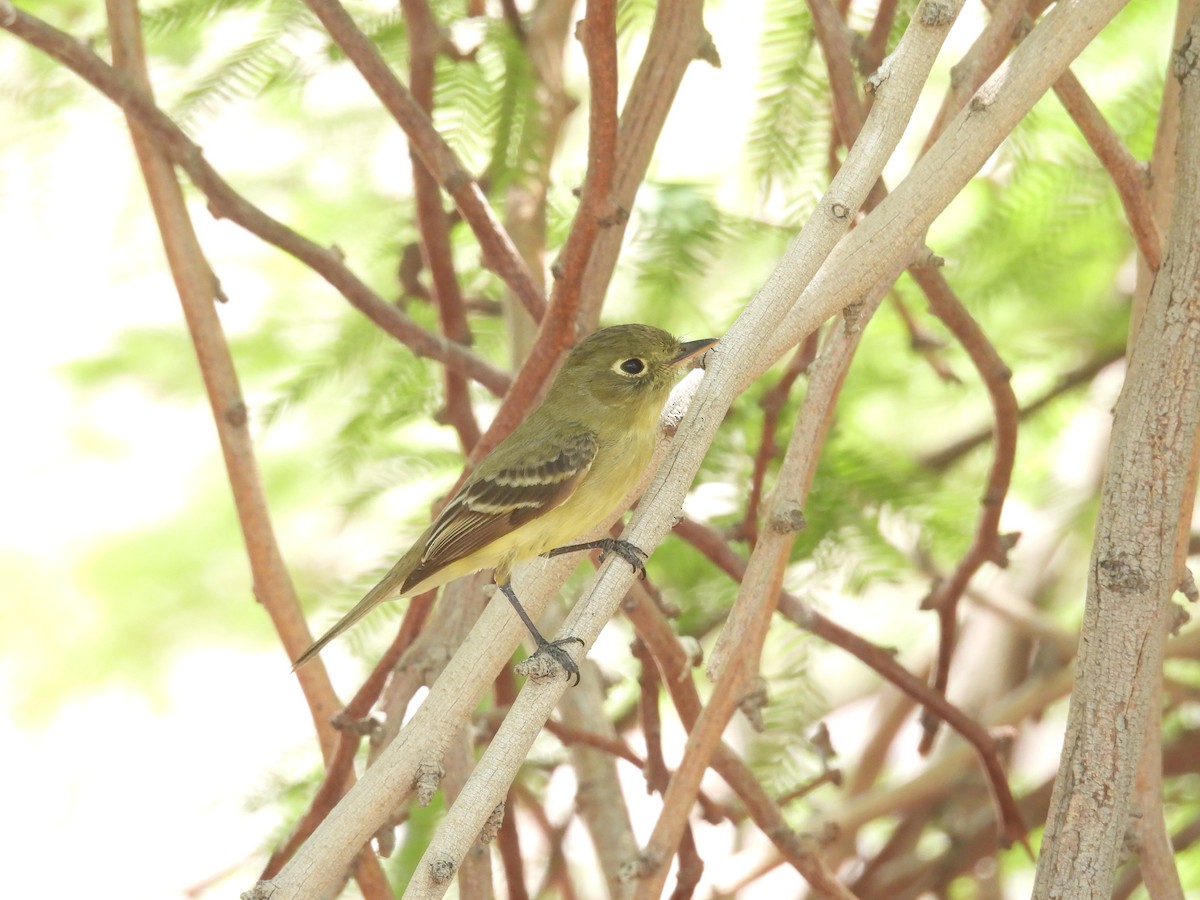 Western Flycatcher (Pacific-slope) - ML576924181