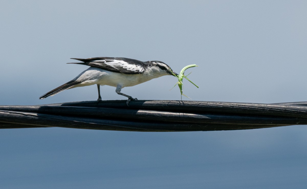 White-shouldered Triller - ML576924841