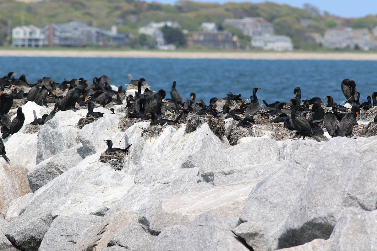 Cormorán Orejudo - ML576925391