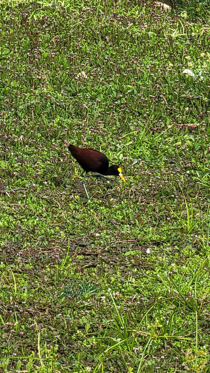 Northern Jacana - ML576926061