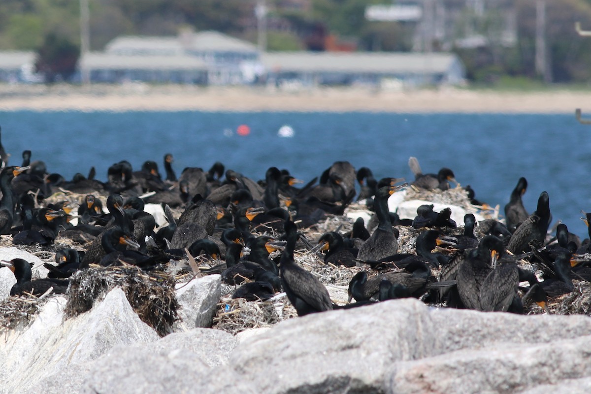 Cormorán Orejudo - ML576926501