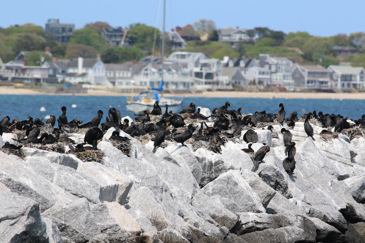 Double-crested Cormorant - ML576926561