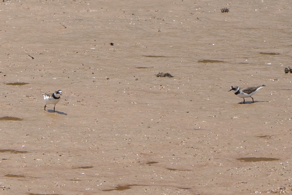 kulík kanadský - ML576926611