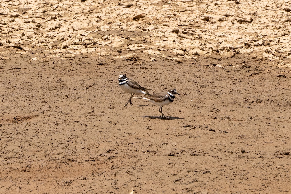 kulík rezavoocasý - ML576926631