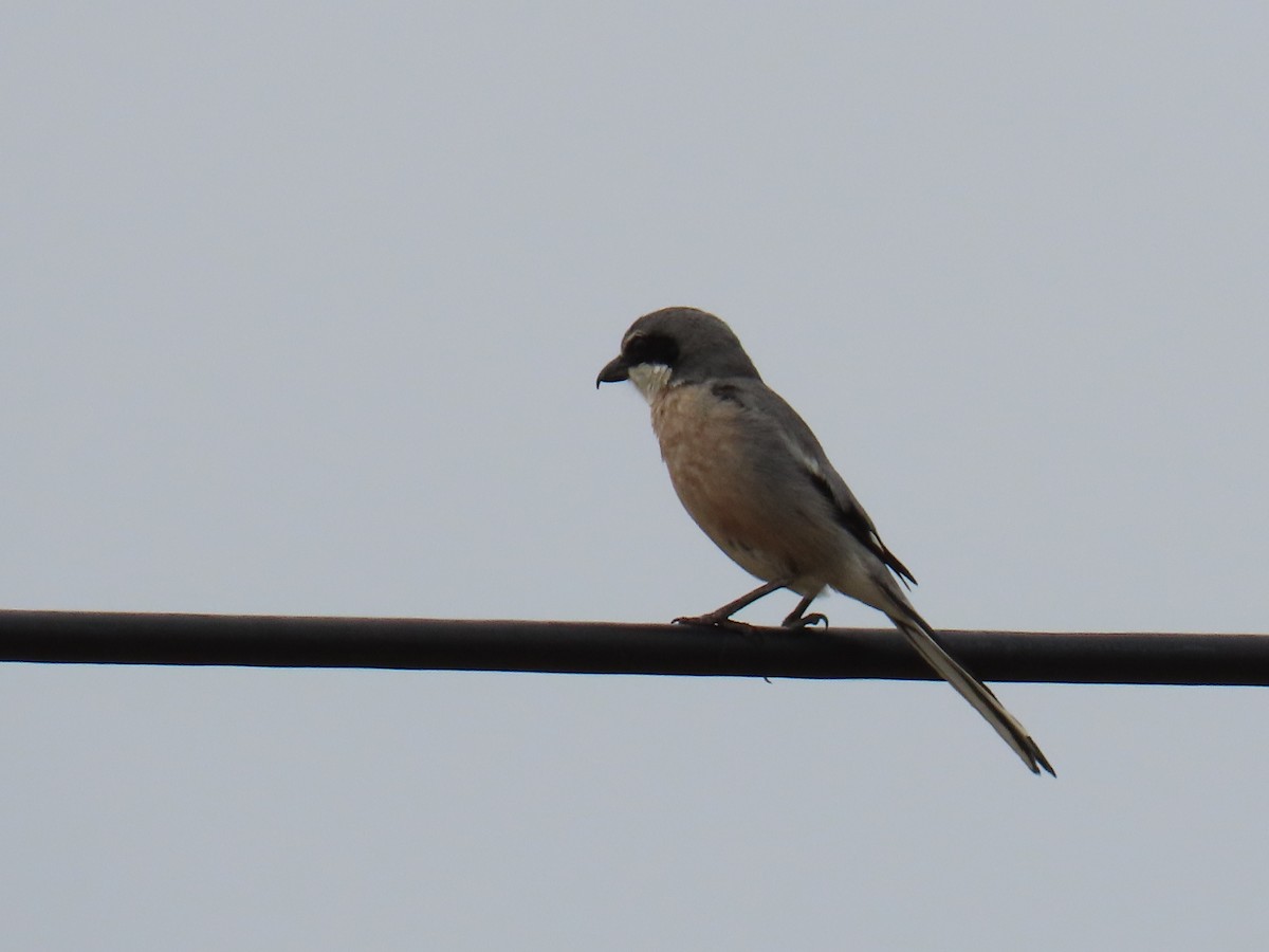 Iberian Gray Shrike - ML576926831