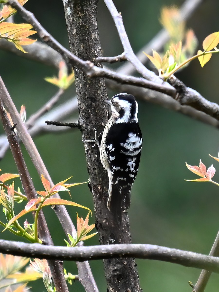 Gray-capped Pygmy Woodpecker - ML576927071