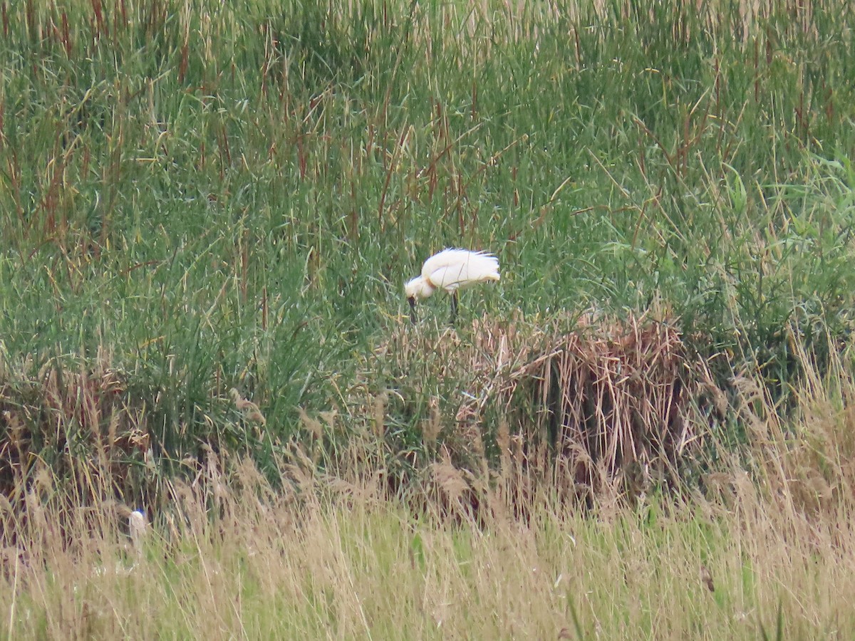 Eurasian Spoonbill - Xurxo Piñeiro Alvarez