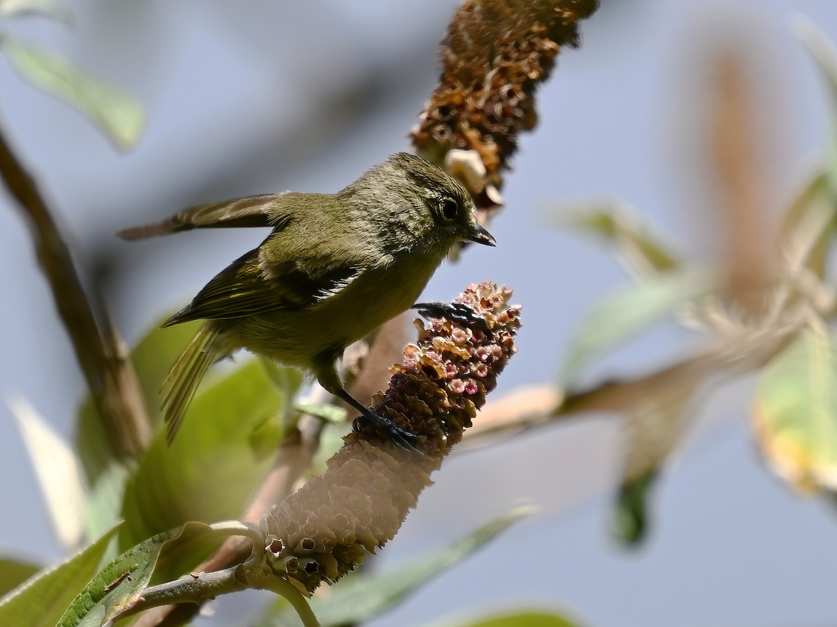Yellow-browed Tit - ML576927541