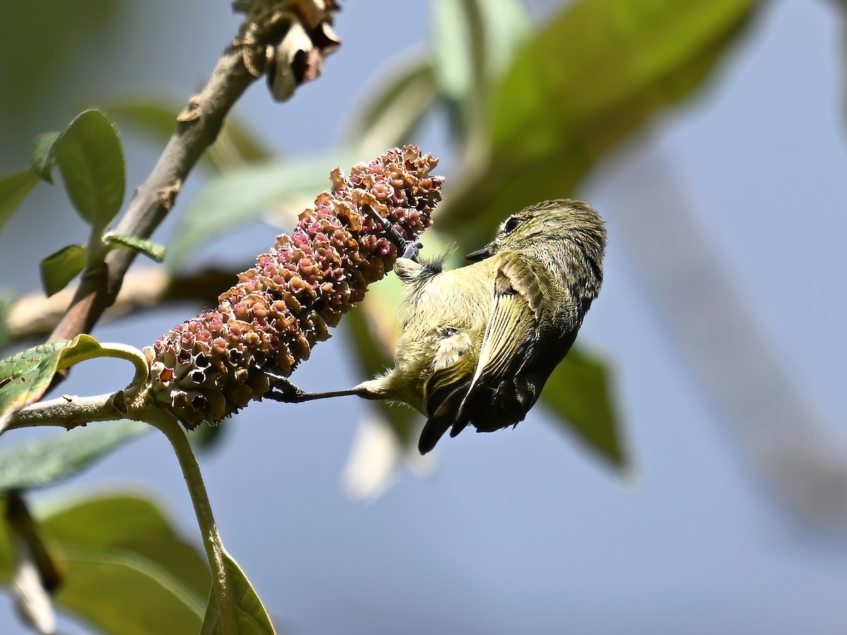 Yellow-browed Tit - ML576927551
