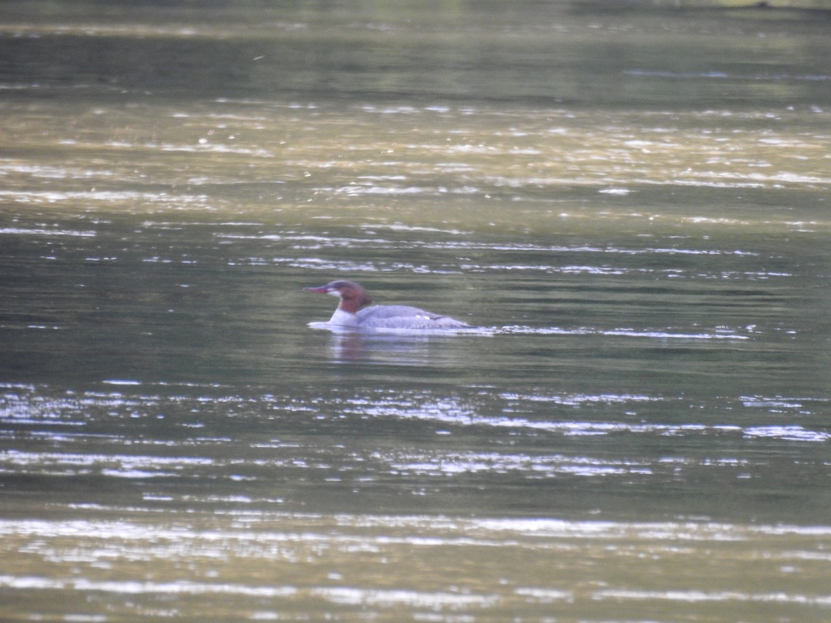 Common Merganser - Timothy Guida