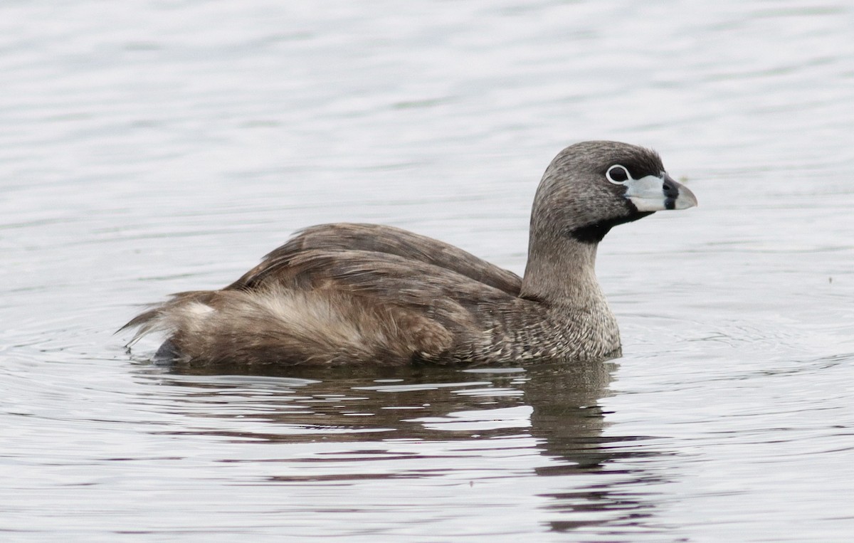 Pied-billed Grebe - Ira Blitz